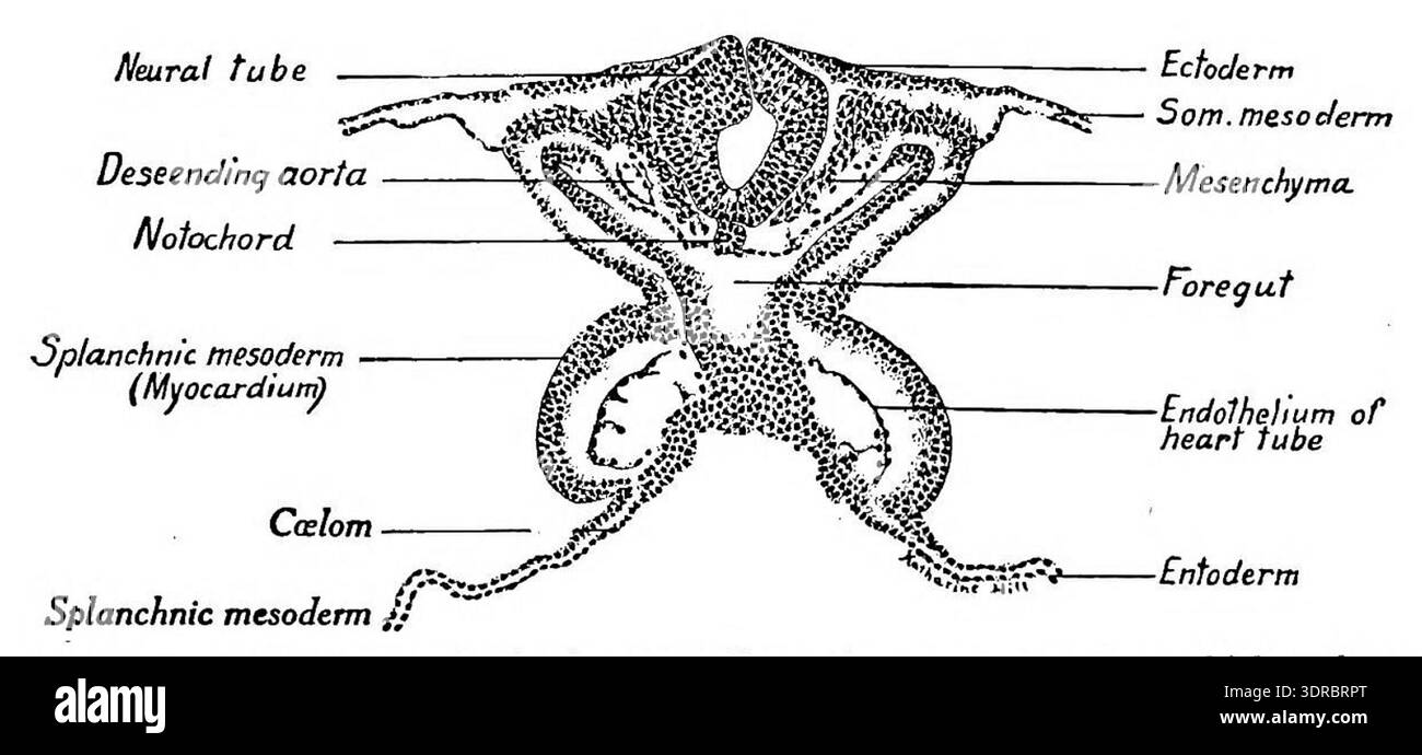 This image depicts a transverse section of the fovea cardiaca in a 25 ...