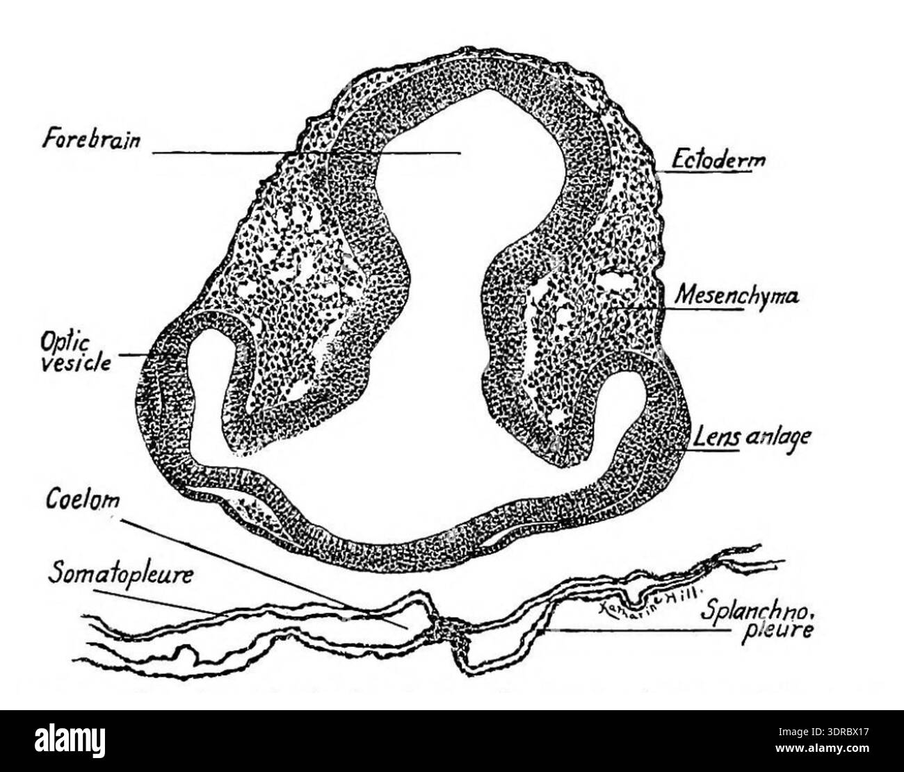 This image shows a transverse section of the forebrain of a thirty-six ...