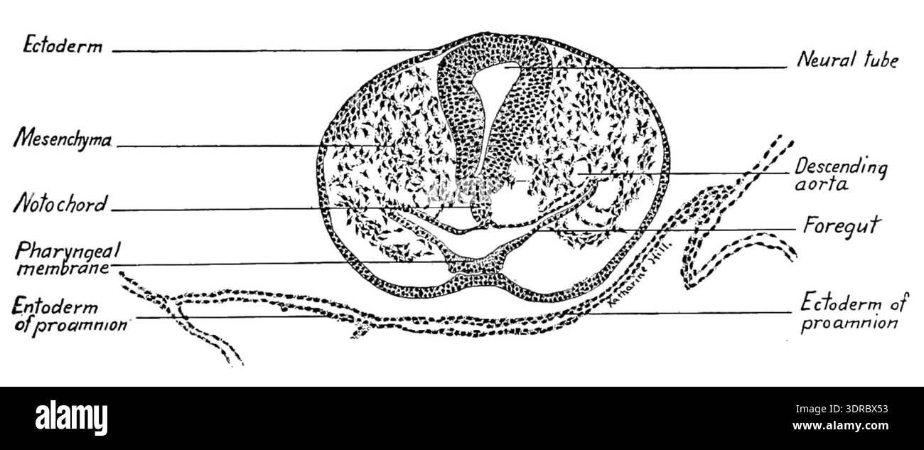 A transverse section of a twenty-five-hour chick embryo is shown at 90x ...