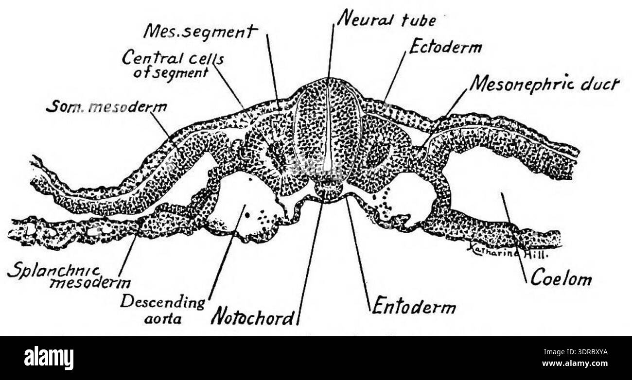 Mesodermal Development This 1915 illustration by Charles William Prentiss shows a transverse ...