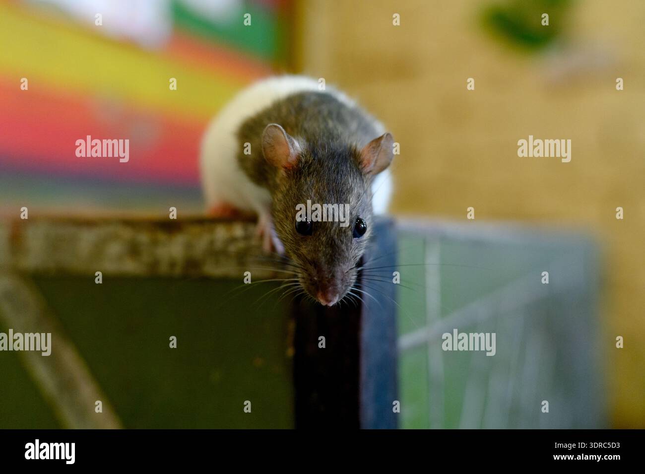 Portrait tame rat black hi-res stock photography and images - Alamy