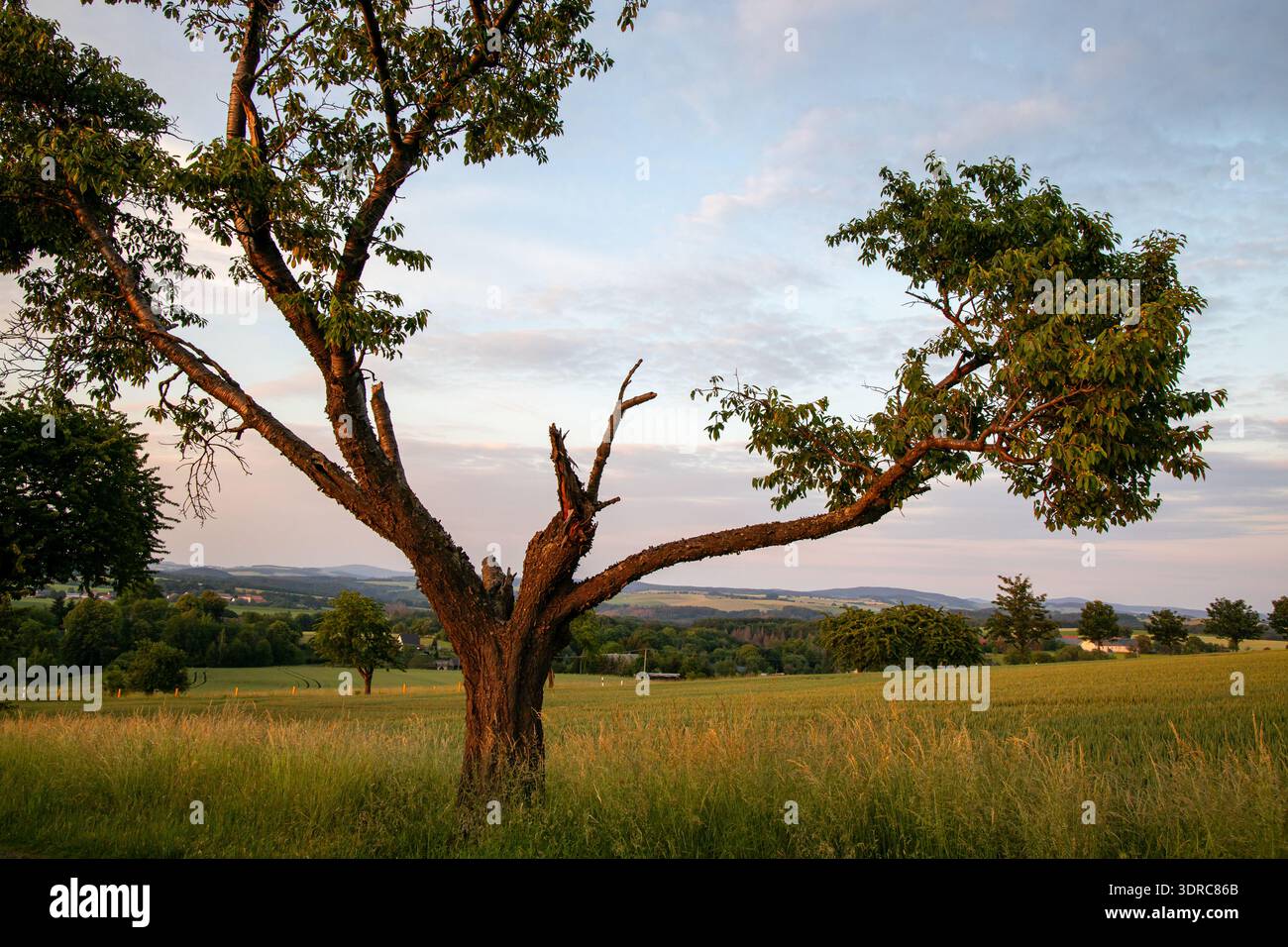 Single tree meadow field Stock Photo