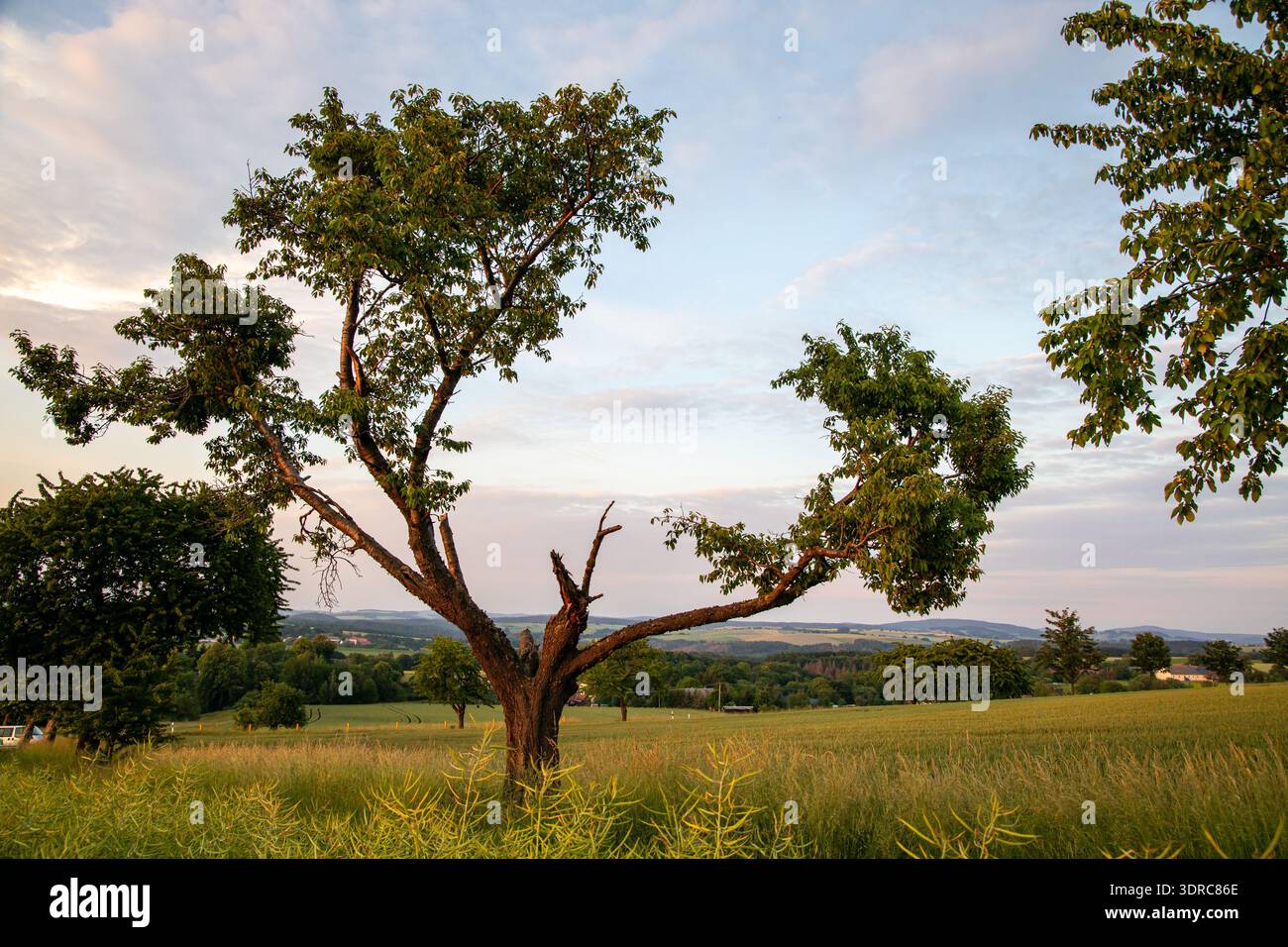Single tree meadow field Stock Photo