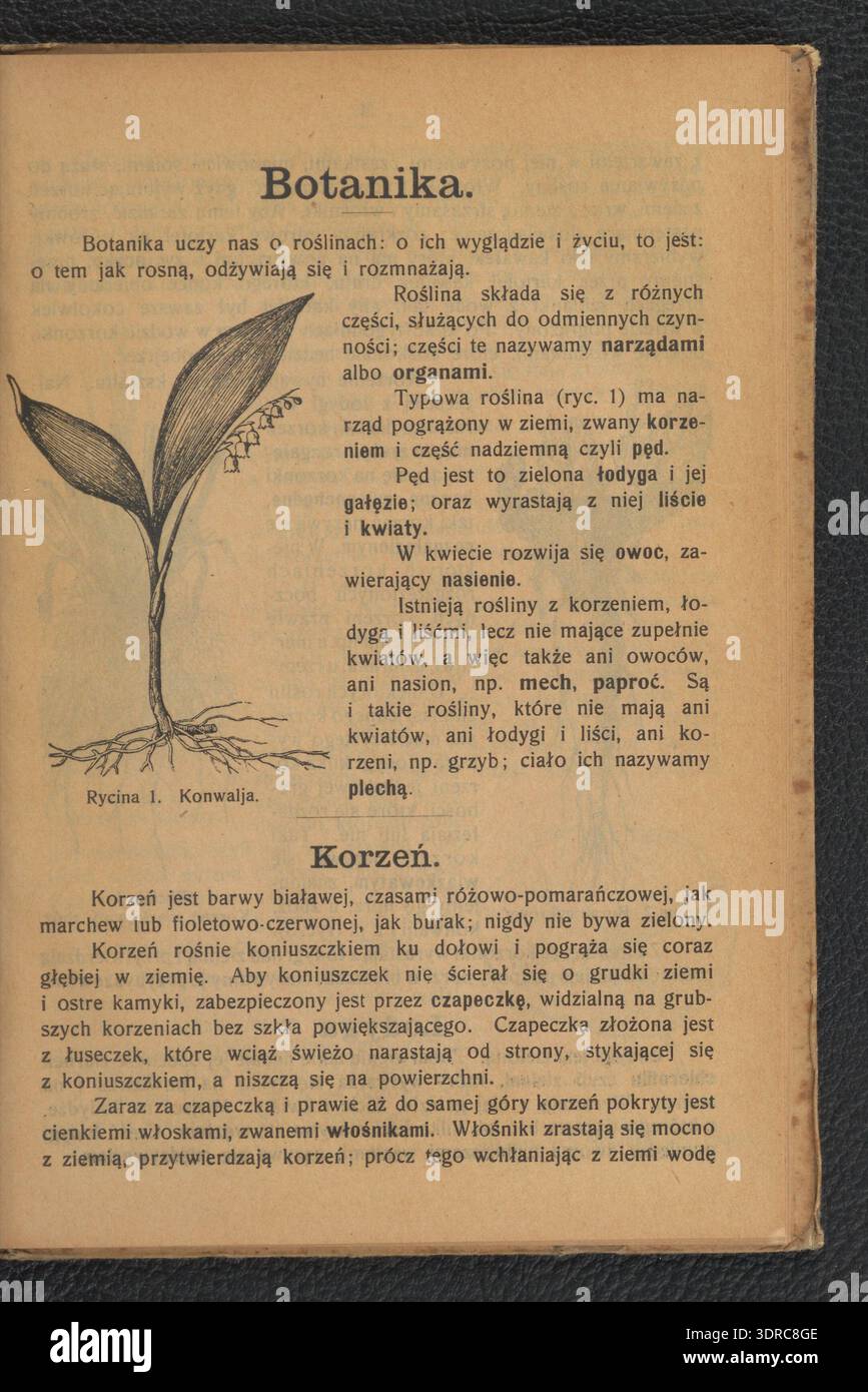 Elementary course on natural sciences covering zoology hi-res stock ...