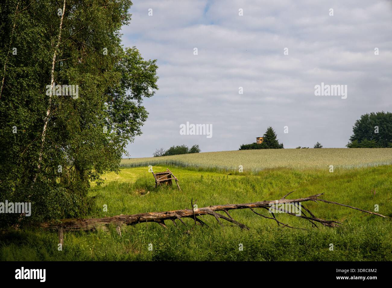 Dead fallen tree in a meadow Stock Photo