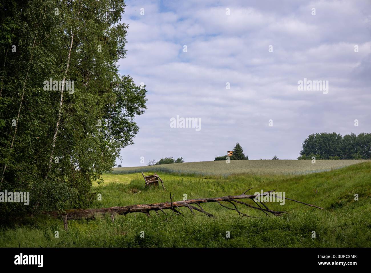 Dead fallen tree in a meadow Stock Photo