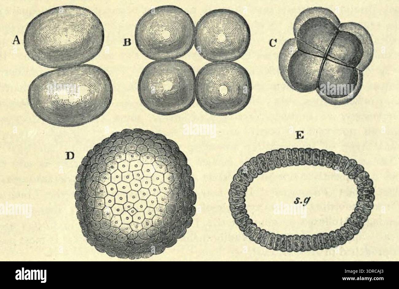 This 1885 illustration shows the segmentation of the Amphioxus ovum ...
