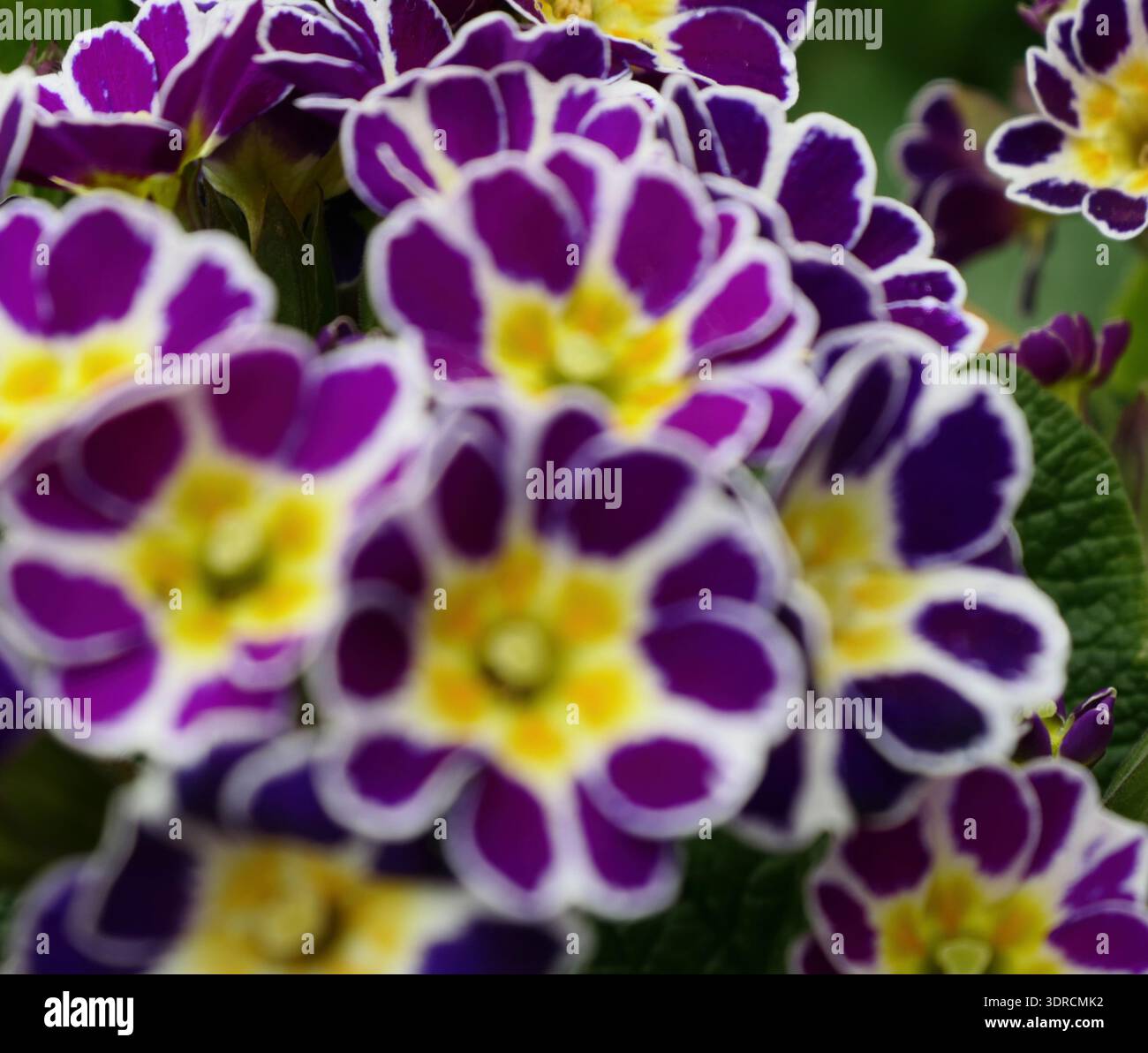 Spring flowers Stock Photo