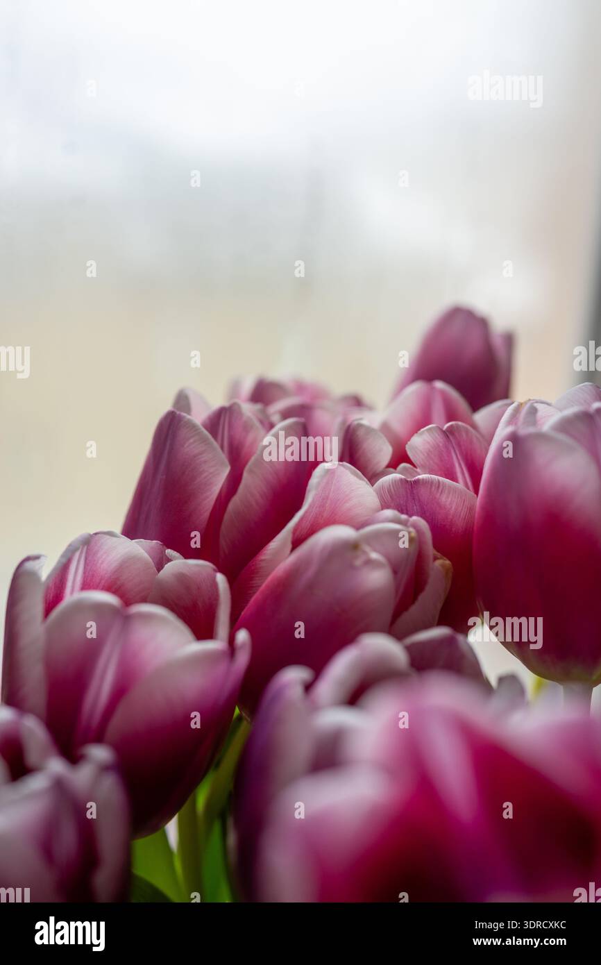 Pink tulip flower bouquet Closeup pink tulip petals showing texture and soft edges, shallow depth of field, Stock Photo