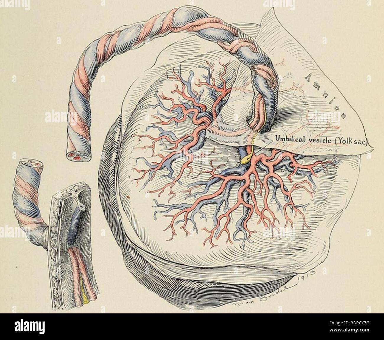 Placenta umbilical cord hi-res stock photography and images - Alamy