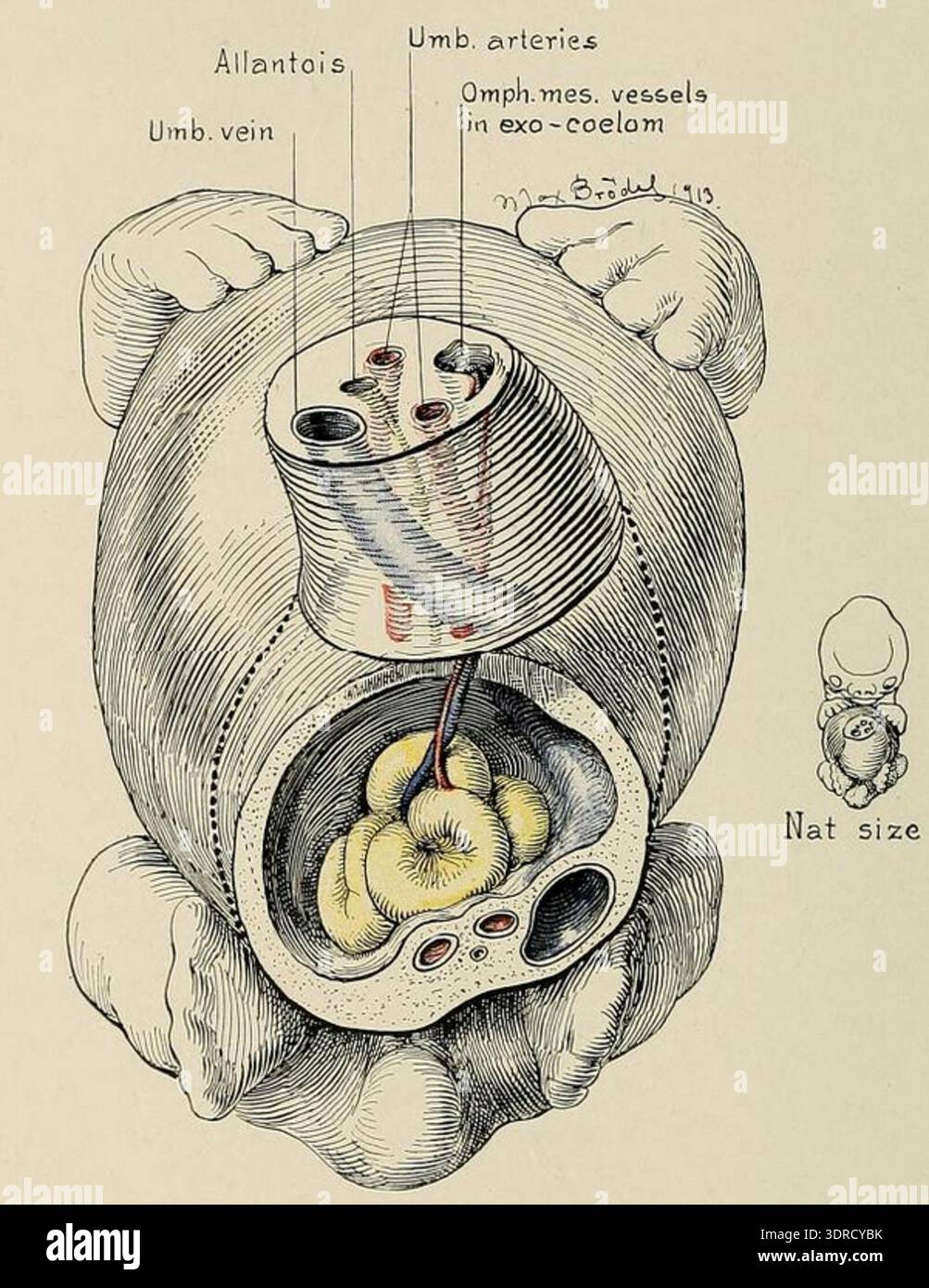 Appendix Loop With vessels present the diagram demonstrates early embryonic ...