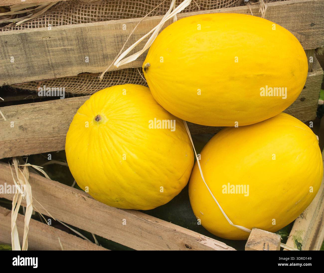 Ripe melons in wooden box Stock Photo