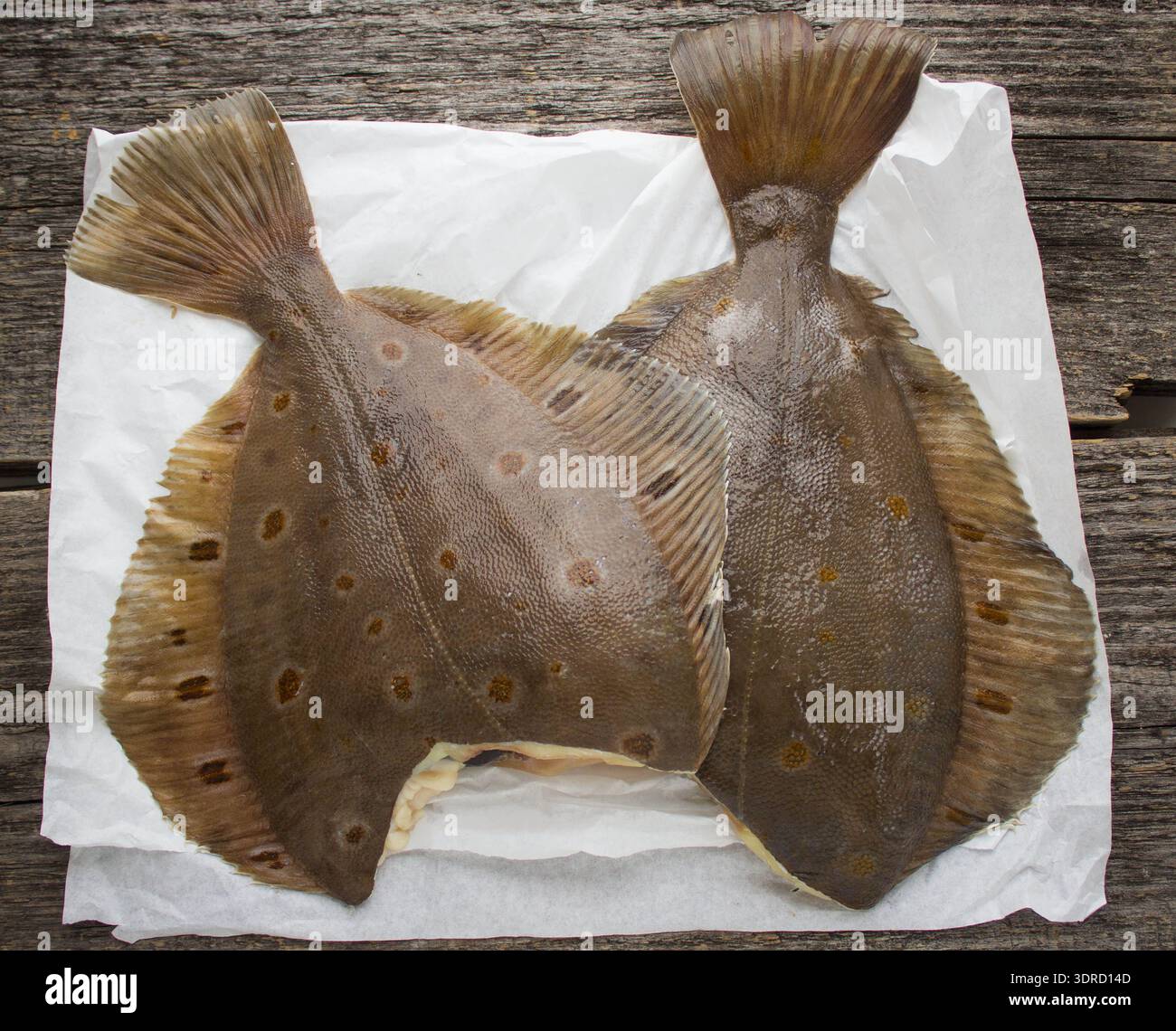 Seafood caught hi-res stock photography and images - Alamy