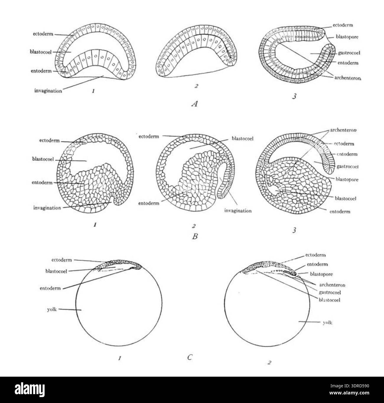 Amphioxus Examples
