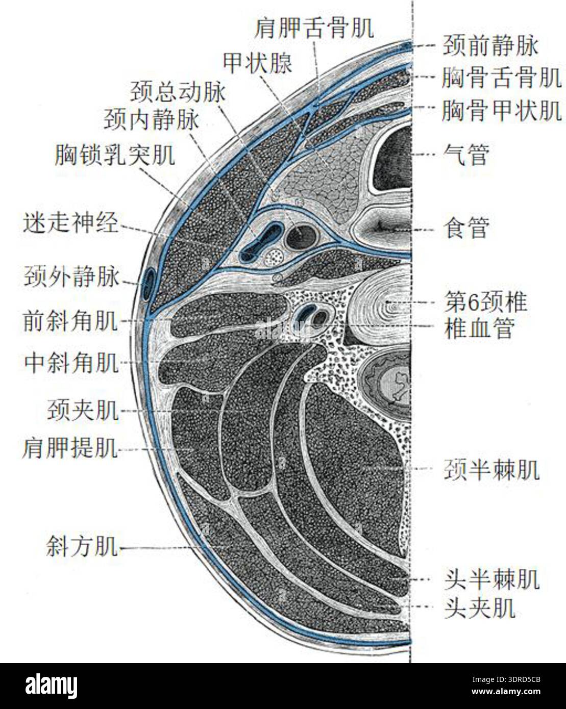 this-diagram-presents-a-cross-section-of-the-human-neck-at-vertebral