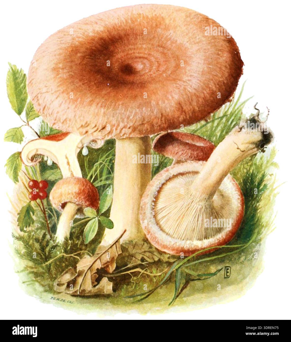 Russulaceae Lactarius torminosus is a mushroom species in the family Russulaceae ...