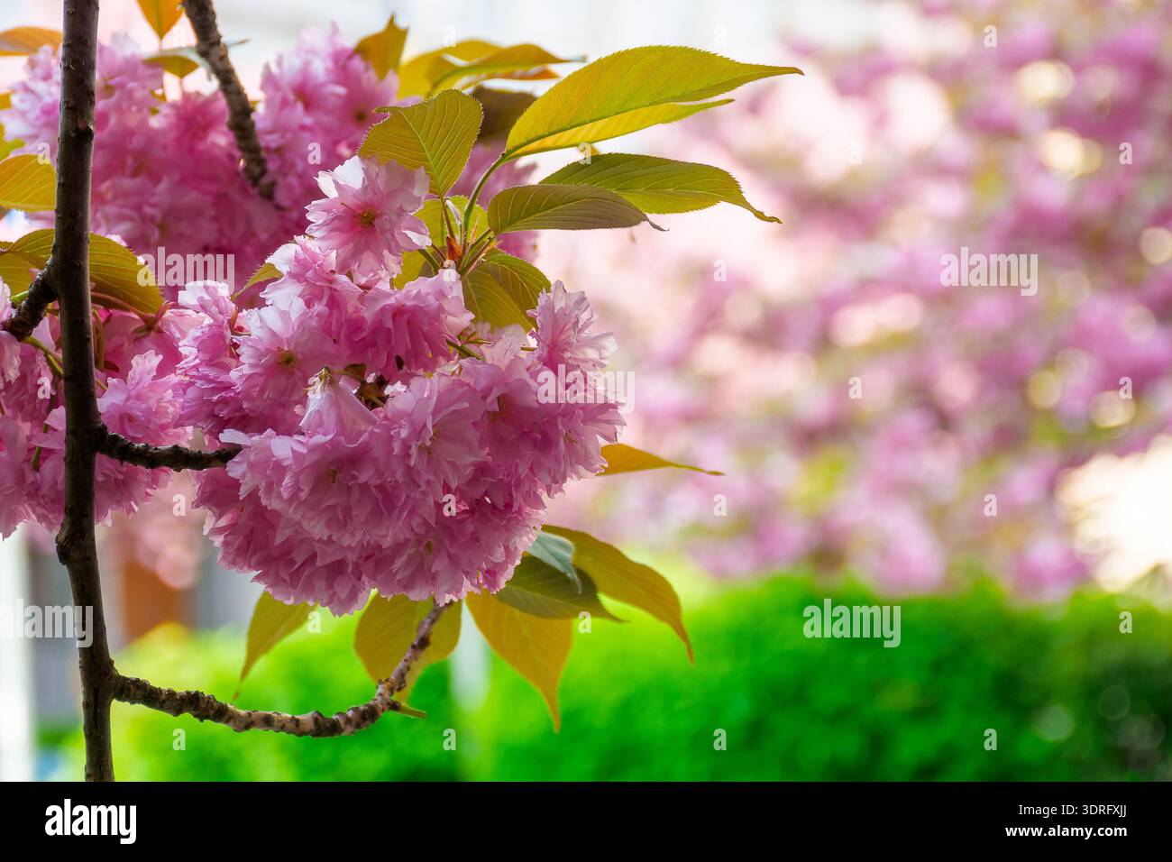 pink sakura in full bloom on a sunny day. ukraine during spring season. japanese cherry blossom in uzhhorod. delicate nature harmony. shallow depth of Stock Photo
