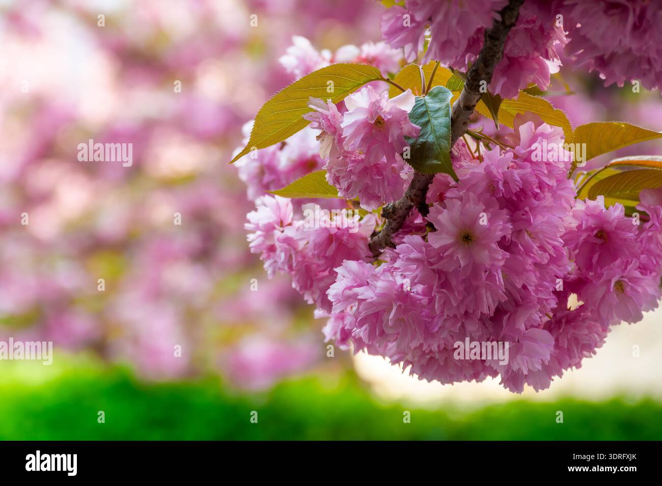 pink sakura in full bloom on a sunny day. ukraine during spring season. japanese cherry blossom in uzhhorod. delicate nature harmony. shallow depth of Stock Photo