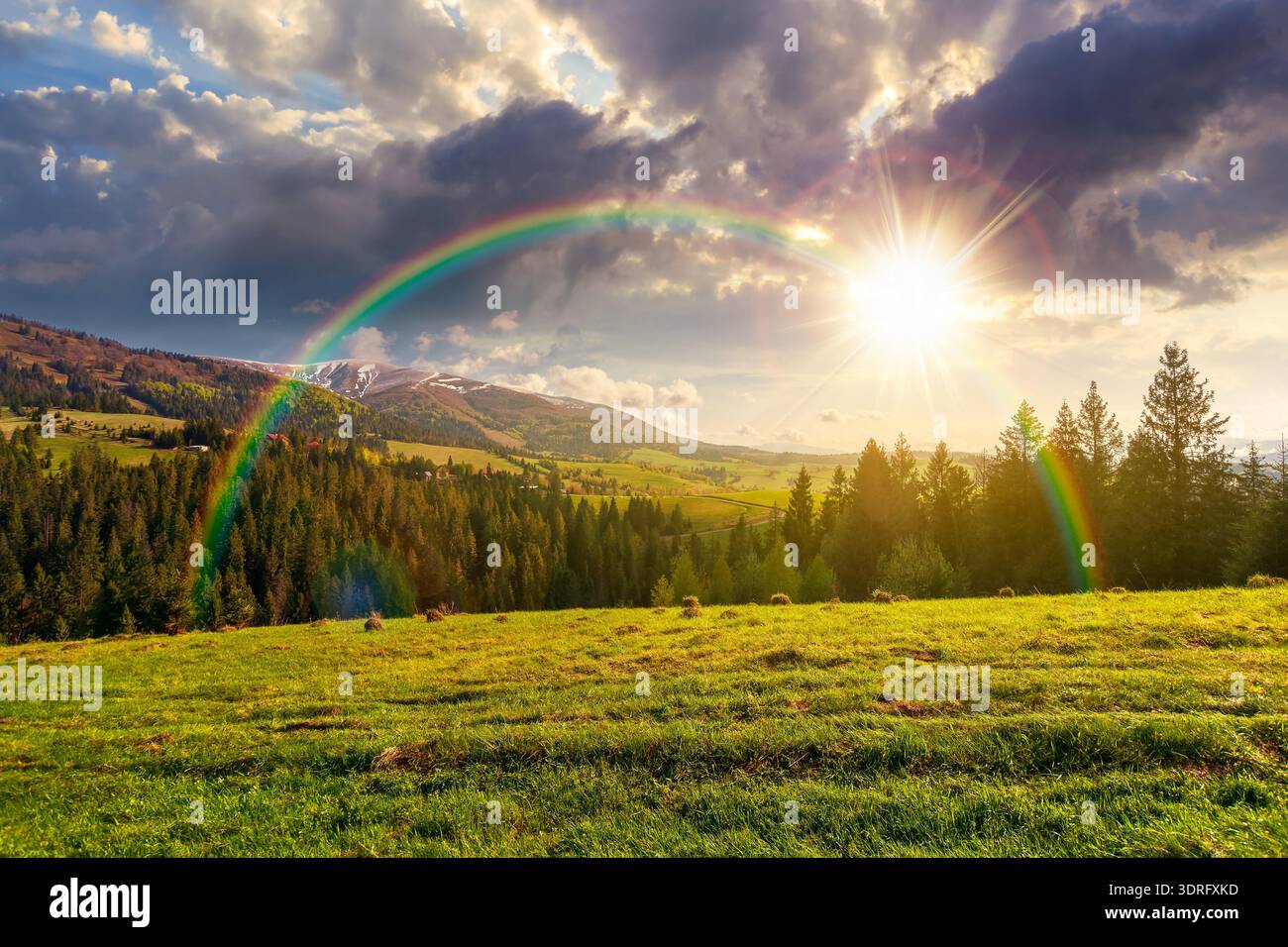mountainous countryside landscape in springtime at sunset. coniferous forest behind alpine meadow covered with fresh green grass in evening light. sce Stock Photo