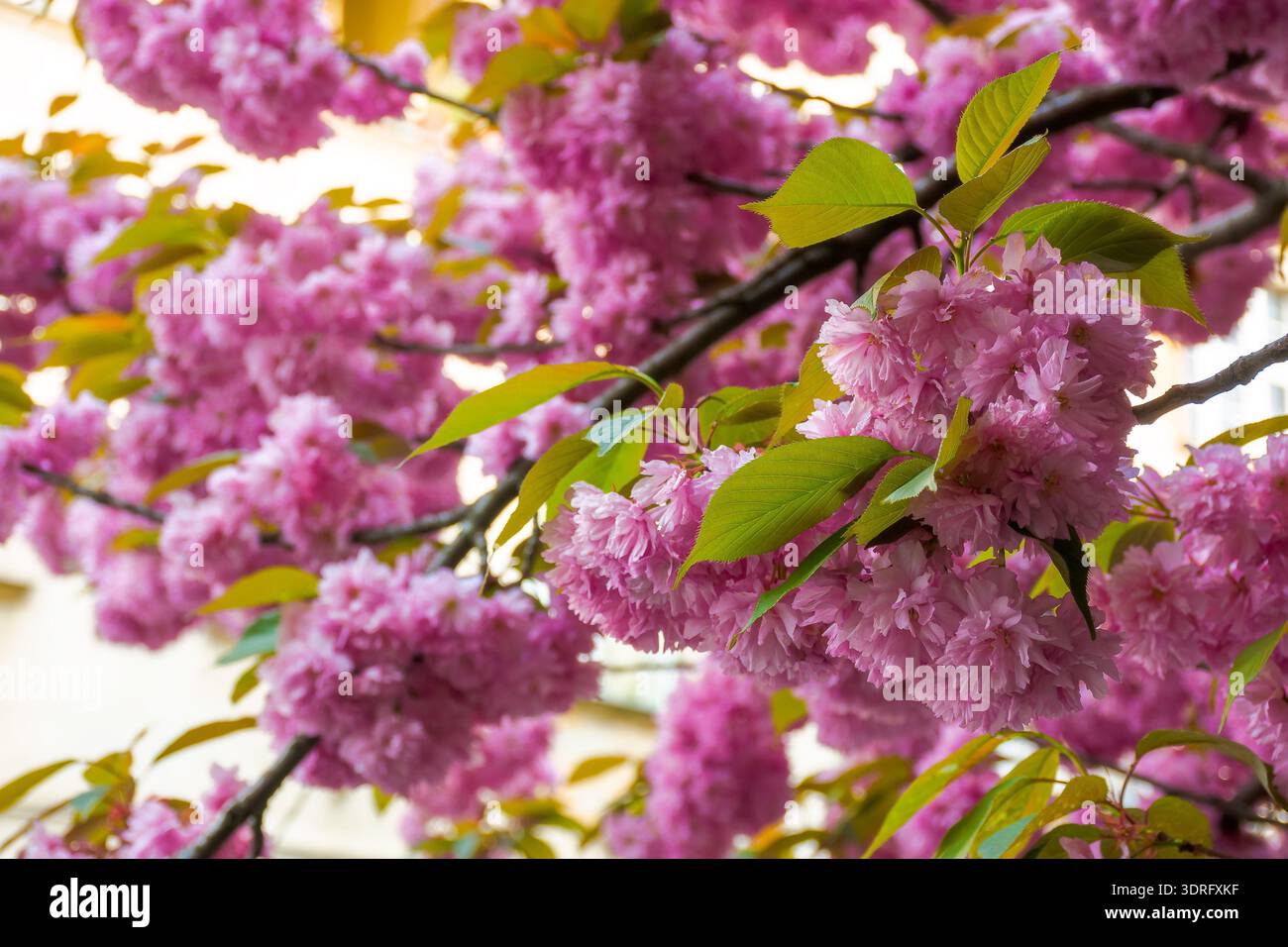 pink sakura in full bloom on a sunny day. ukraine during spring season. japanese cherry blossom in uzhhorod. delicate nature harmony. shallow depth of Stock Photo