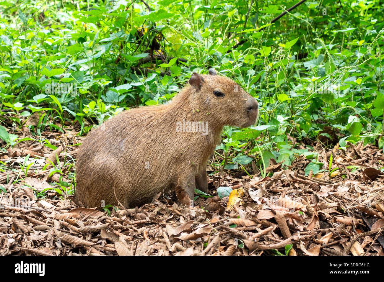 Capybara in Cuyabeno Reserve, Ecuadorian Amazon Stock Photo