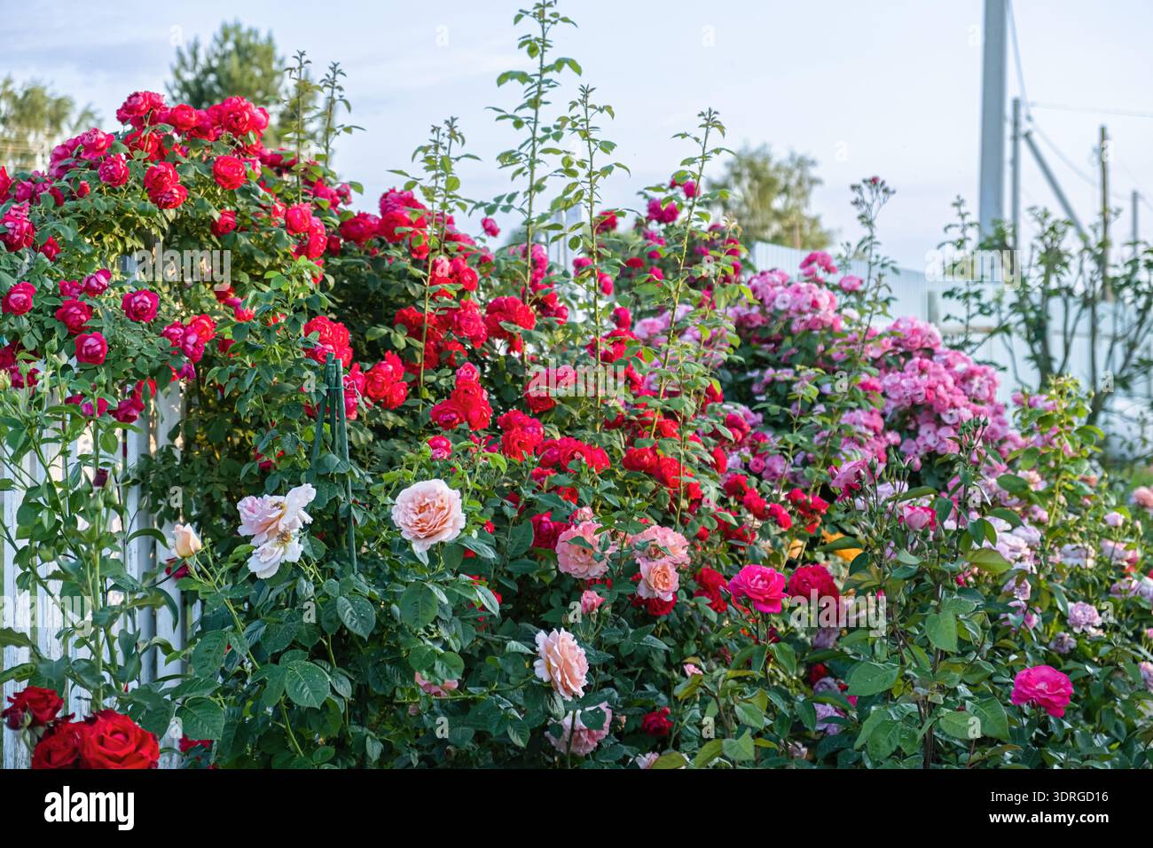 Pass Along Roses Lush rose garden along a fence with red and pink blossom and green leaf ...