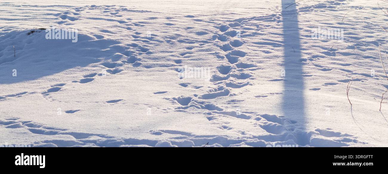 Various tracks left in deep, white snow, in a frozen landscape or field. Stock Photo