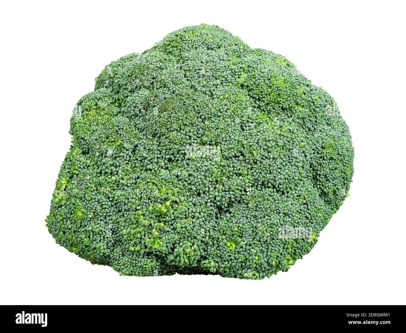 Isolated fresh green broccoli vegetable. Stock Photo