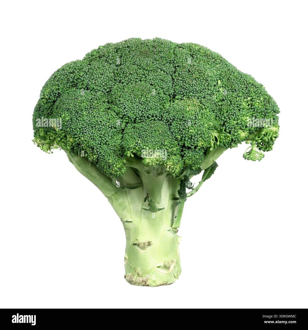 Isolated fresh green broccoli vegetable. Stock Photo