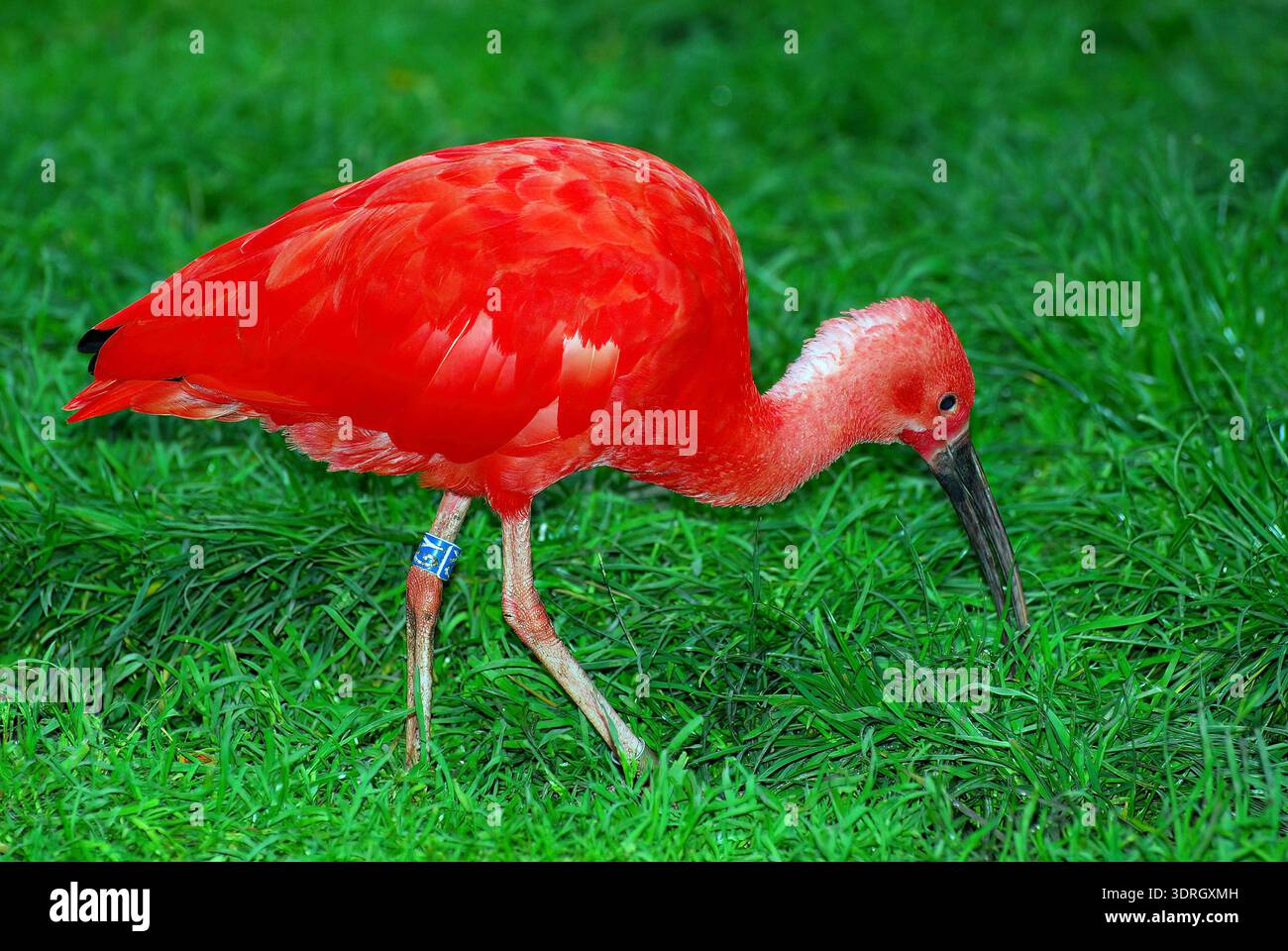 Scarlet ibis, red ibis, Scharlachsichler, Ibis rouge, Eudocimus