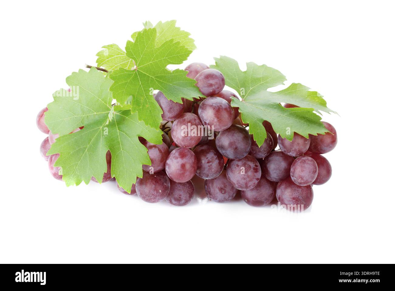 Red grapes with leaves Stock Photo