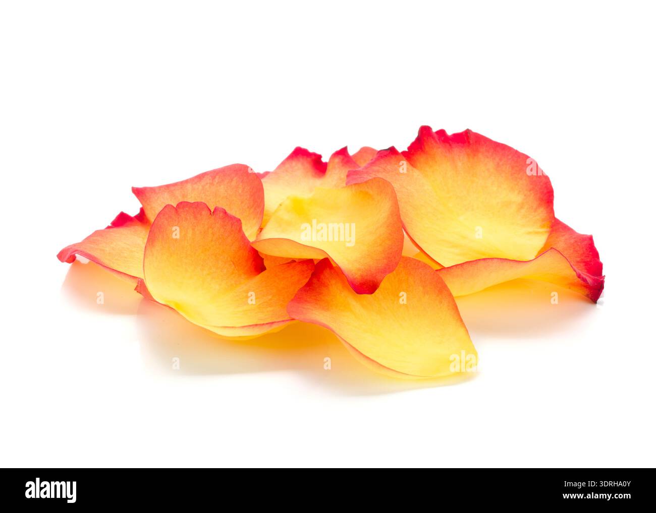 Rose petals. Isolated on white background Stock Photo