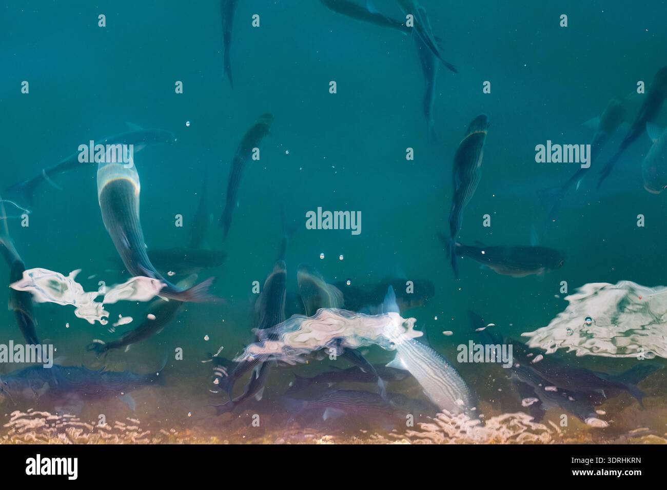 Malaga, Spain – Malaga, Spain Group of Mugil cephalus fish feeding near the water surface with bubbles and bright light refractions in the turquoise M Stock Photo