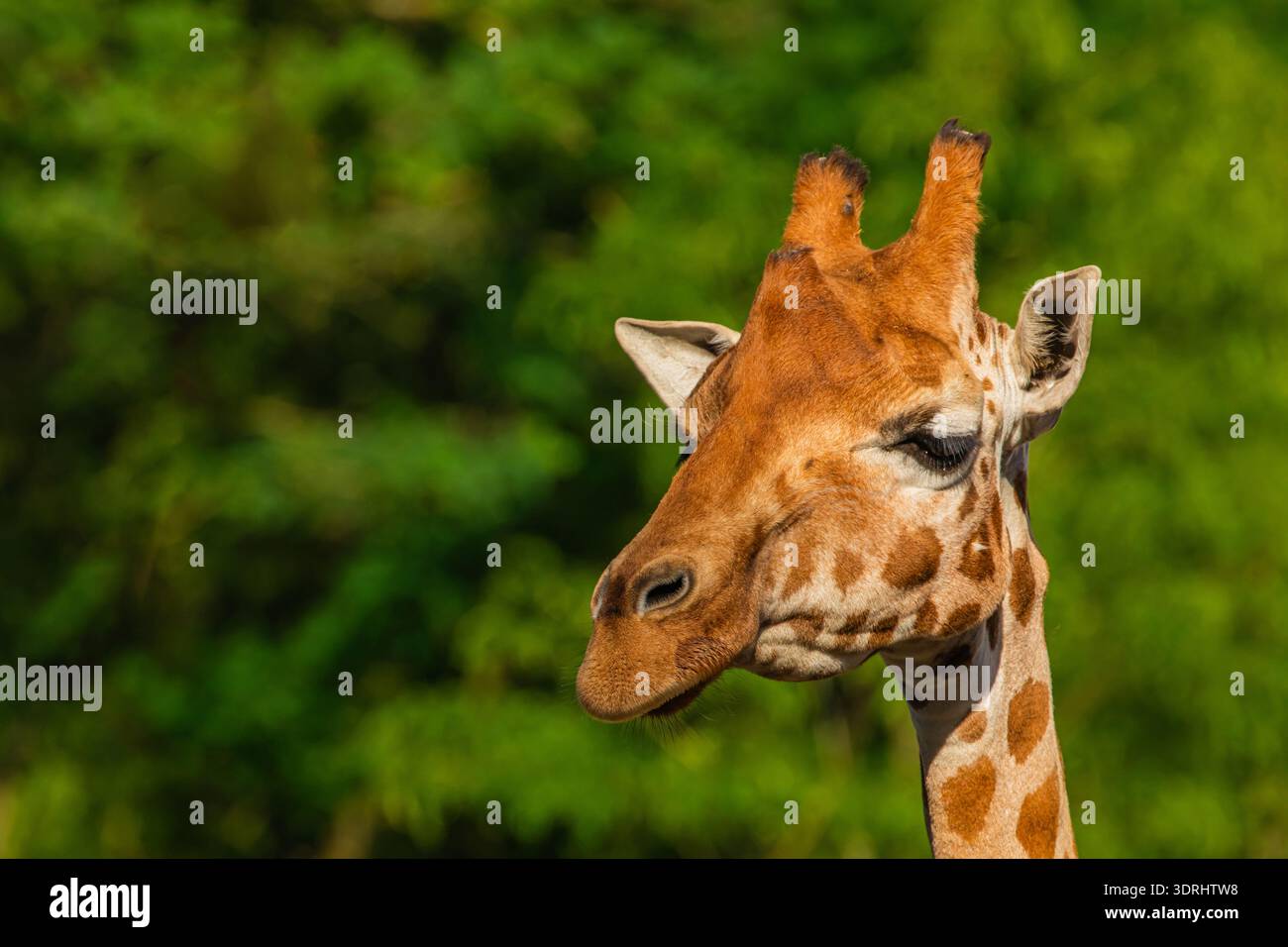 Giraffe in selective focus on green natural background Stock Photo