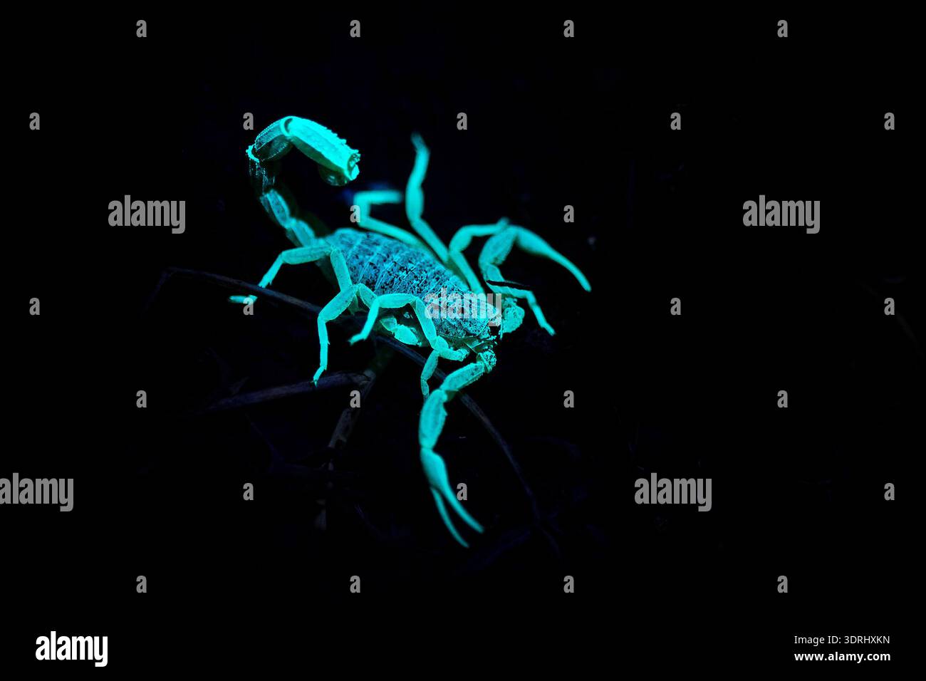 Glowing Scorpion Under Ultraviolet Light In Morocco Fluorescent 
