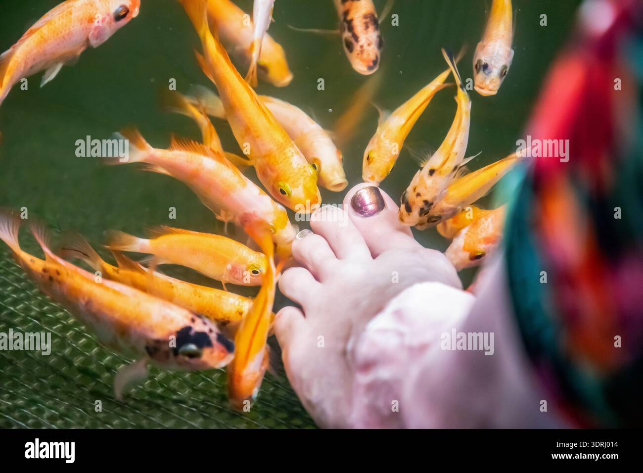 a lot of orange little Kangal fish nibble on dead, keratinized skin on ...