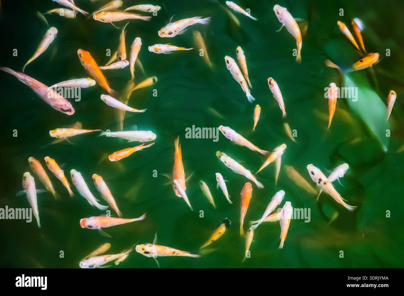 Garra rufa fish known hi-res stock photography and images - Alamy