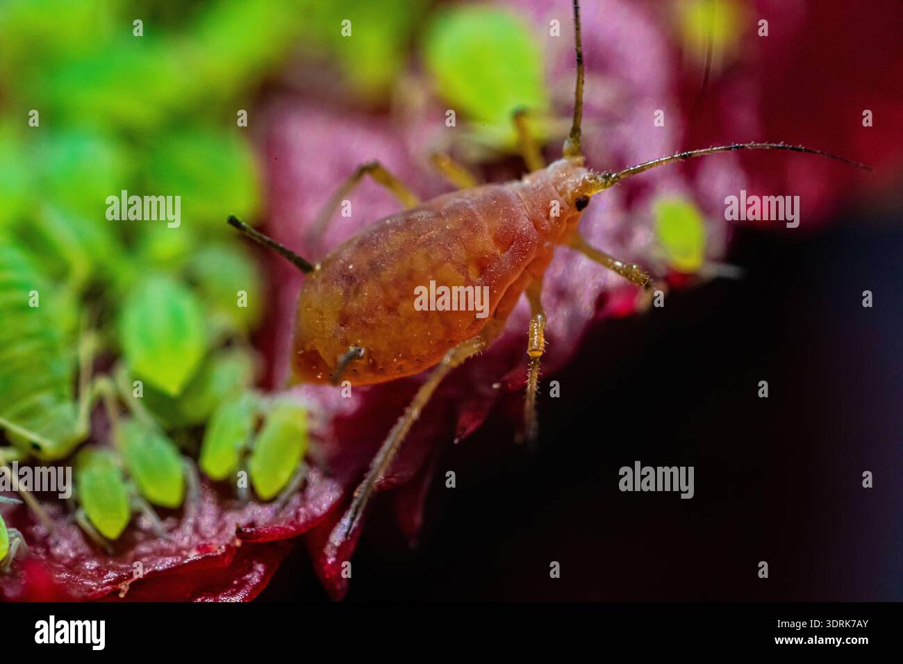 Macro shot of orange insect on lush green foliage, highlighting fine ...