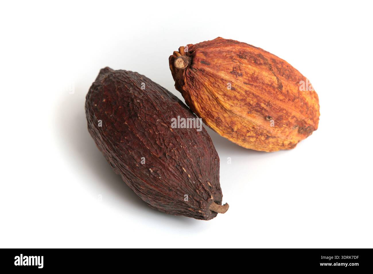 Cocoa pods Stock Photo