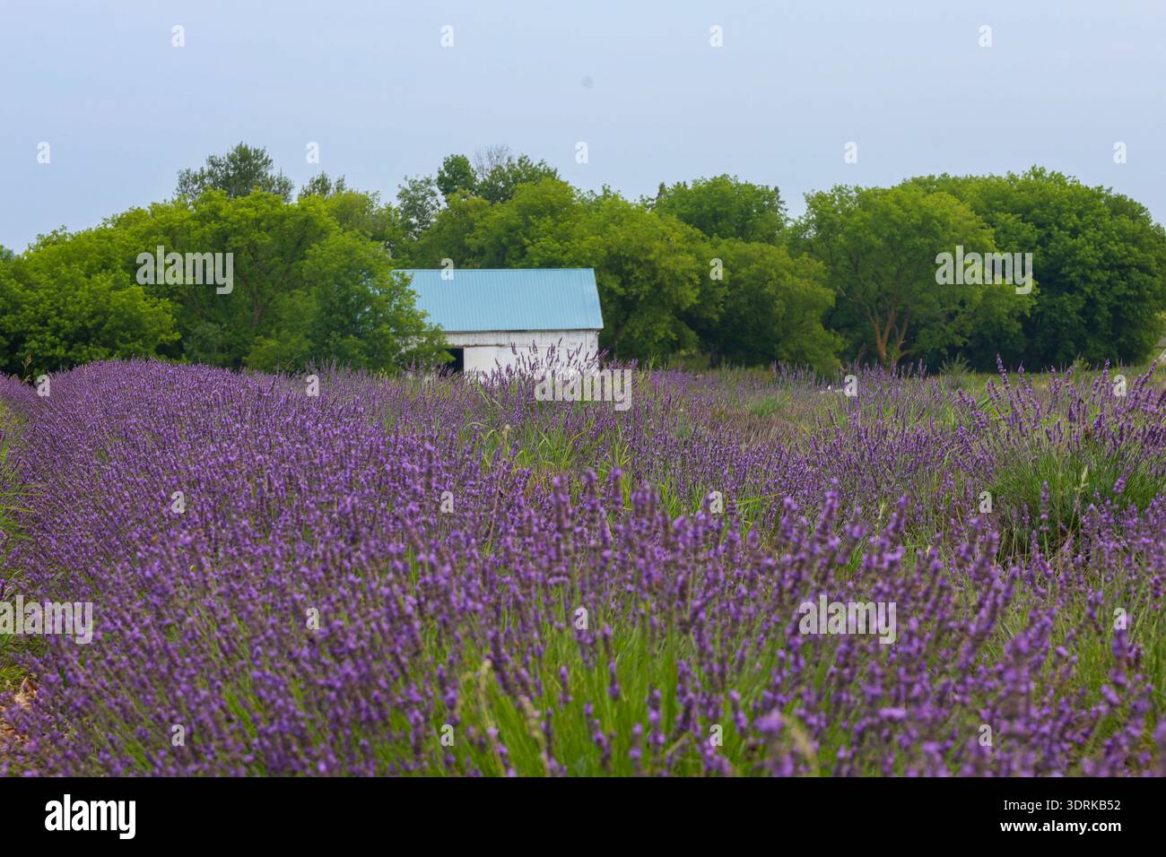 Lavender Field in full bloom under clear blue sky with a white barn and ...