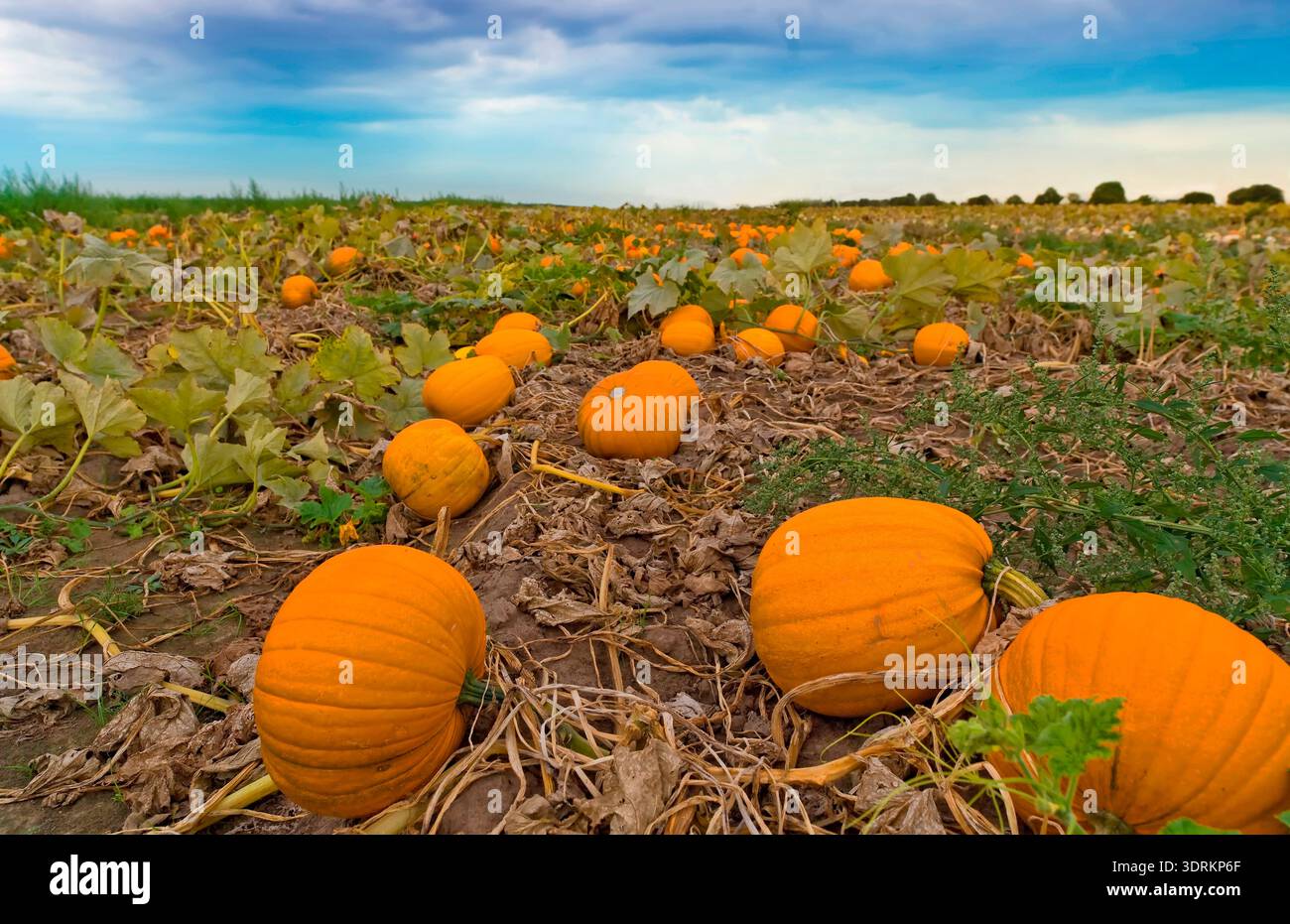 Pumpkins in the pumpkin patch Stock Photo