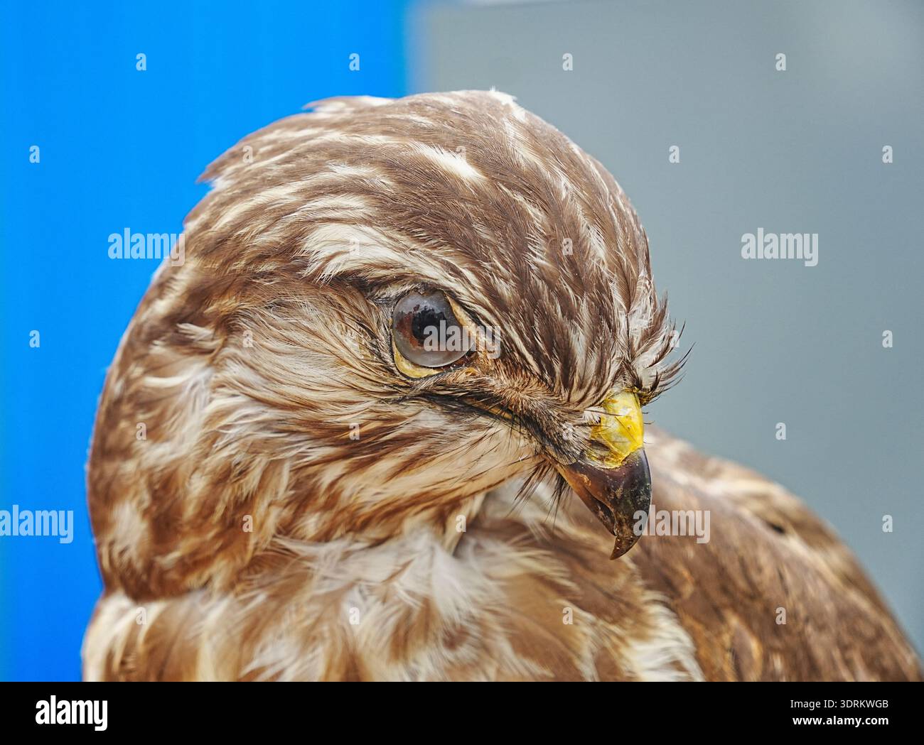 Common buzzard Stock Photo