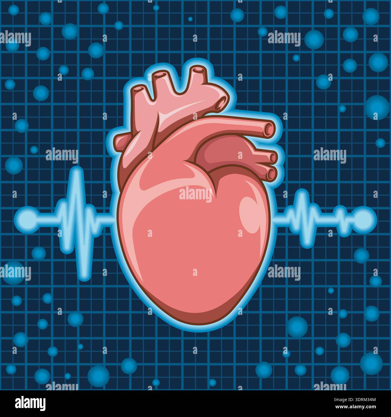 Anatomic Heart Rao Arterial line hi-res stock photography and images - Alamy