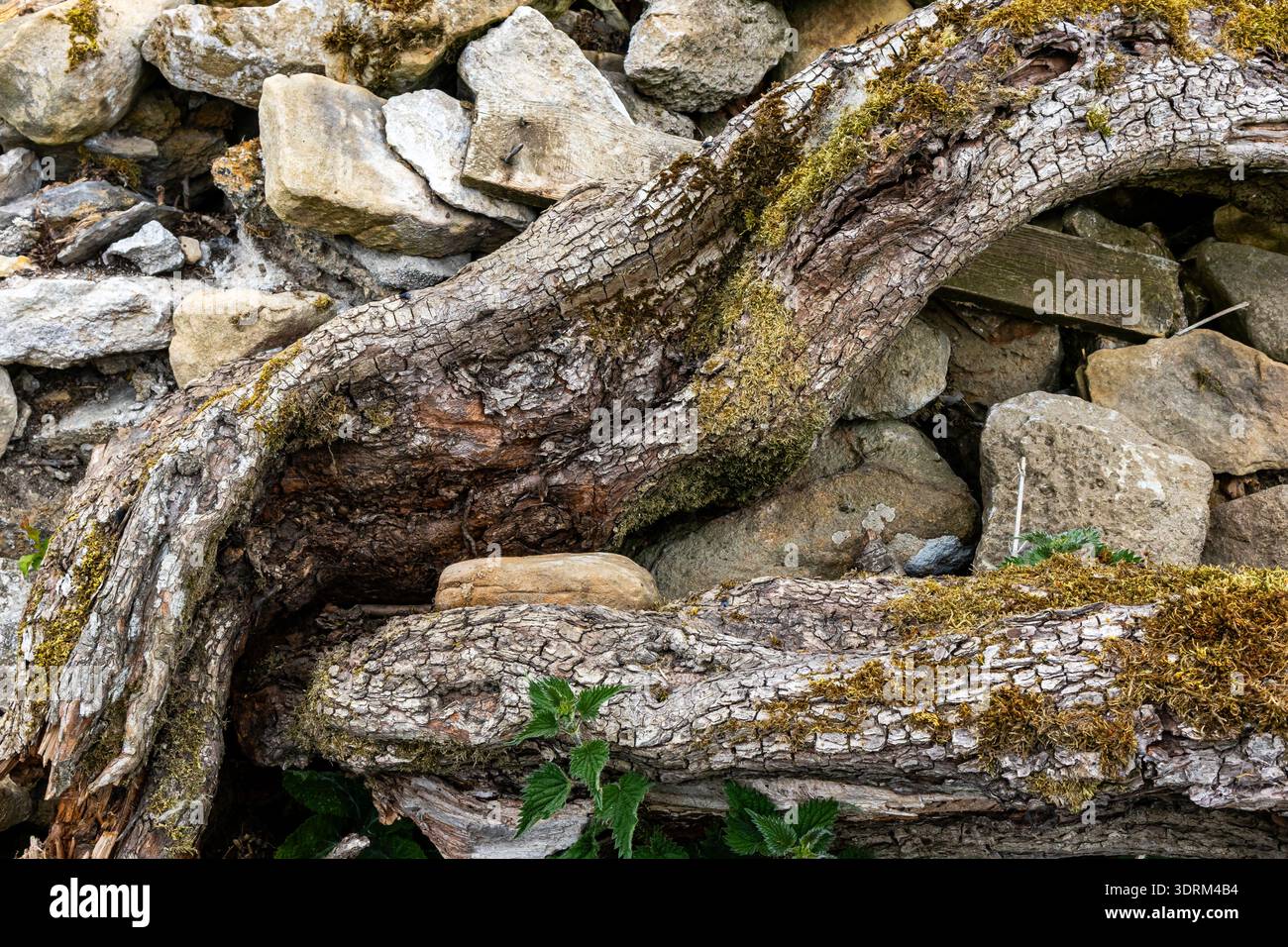 Gnarly tree roots covered in moss growing over a dry stone wall Stock Photo