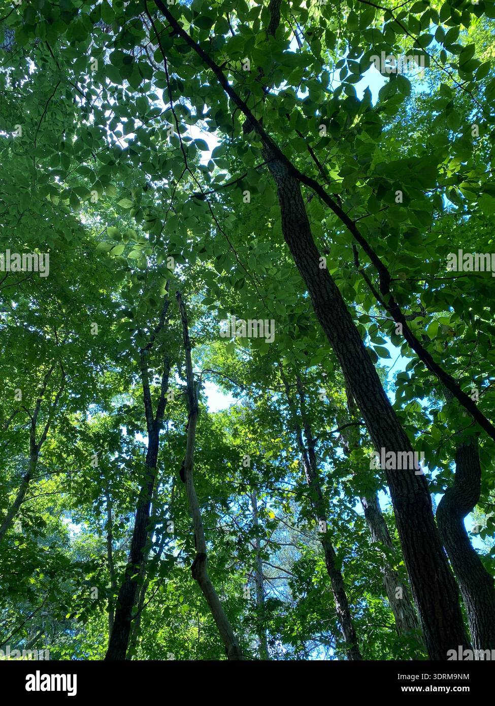 A  through a Forrest canopy on a beautiful day - Smartphone Captured Stock Image