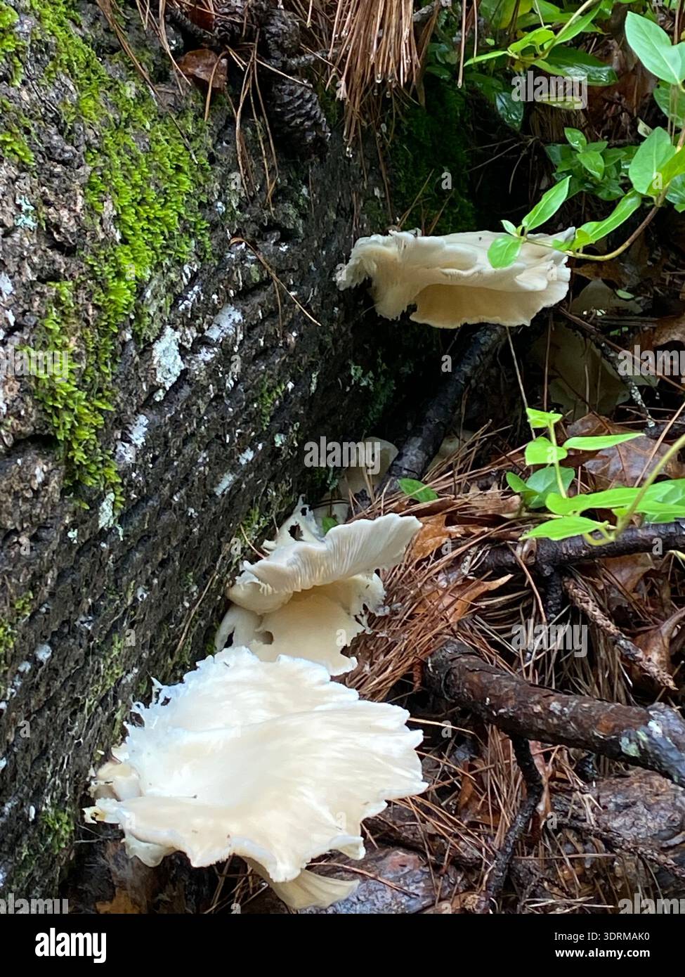 Detail of forrest floor with fungi latching on to a fallen rotten tree - Smartphone Captured Stock Image