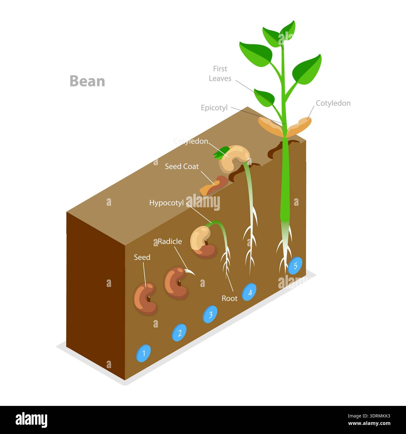 Plantule Cotyledon seed germination hi-res stock photography and images - Alamy