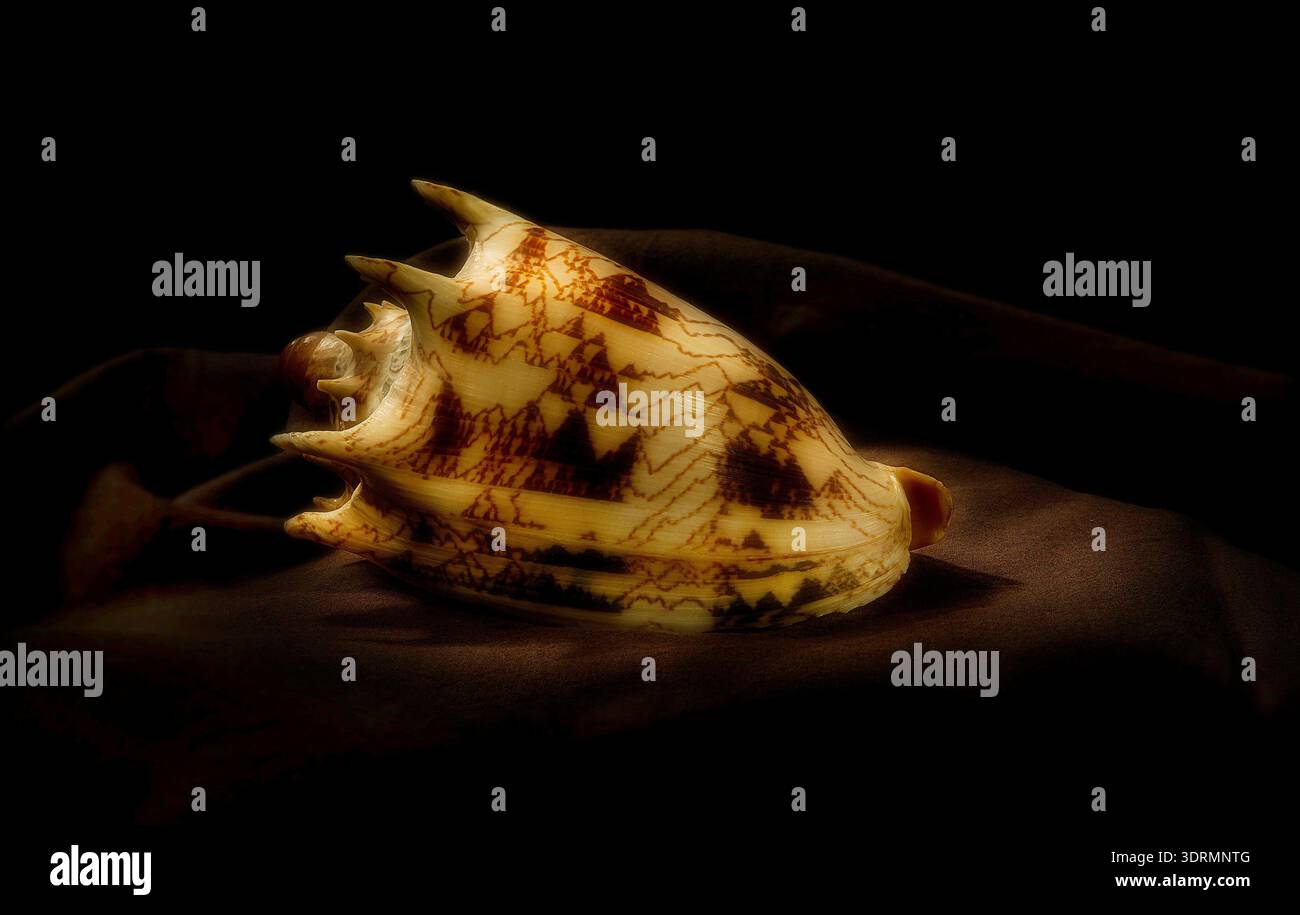 shell from a carnivorous sea snail, specifically identified as Aulica aka Voluta imperialis, commonly known as the Imperial Volute or Robinson's Volut Stock Photo