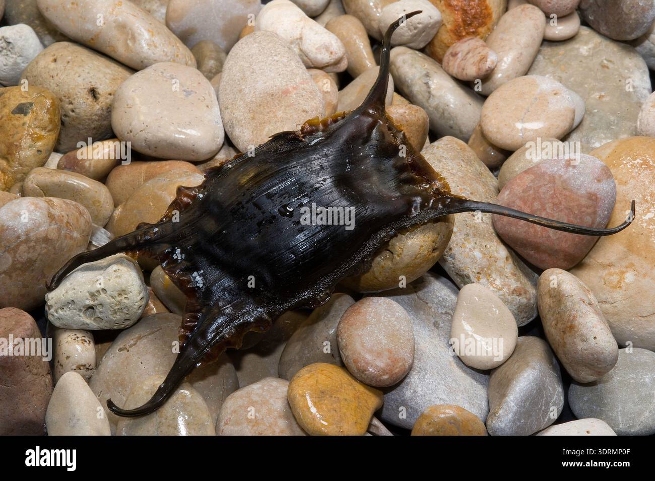 Black egg case or egg capsule of a skate commonly known as a "mermaid's purse". Sardinia, Italy Stock Photo