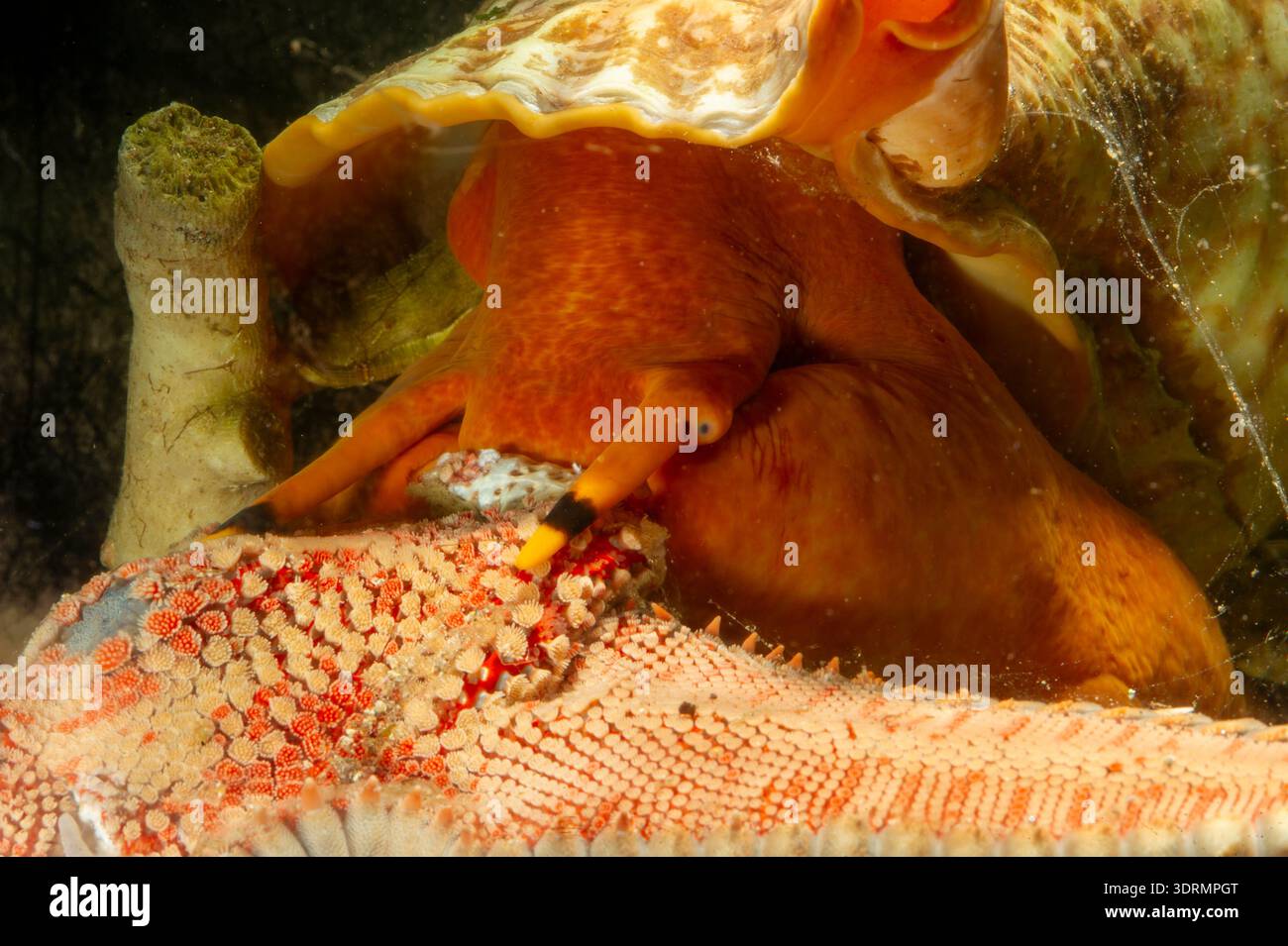 Charonia variegata hi-res stock photography and images - Alamy